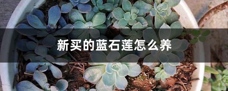 新买的蓝石莲怎么养 新买的蓝石莲怎么养