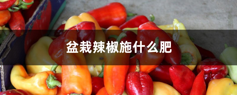 盆栽辣椒施什么肥 盆栽辣椒施什么肥