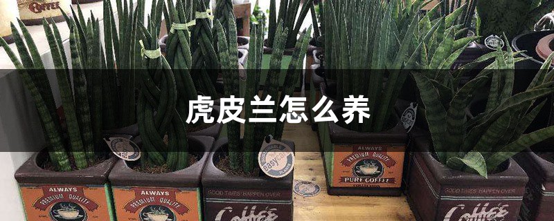 虎皮兰怎么养，叶子干瘪怎么办