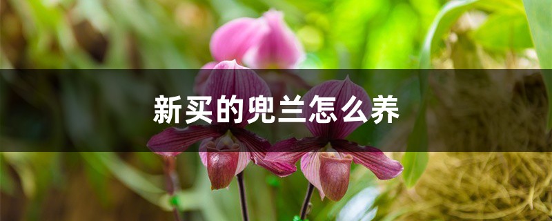 新买的兜兰怎么养 新买的兜兰怎么养