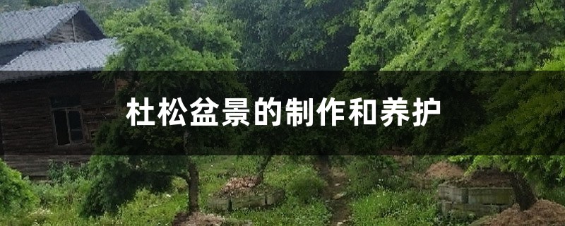杜松盆景的制作和养护 杜松盆景的制作和养护
