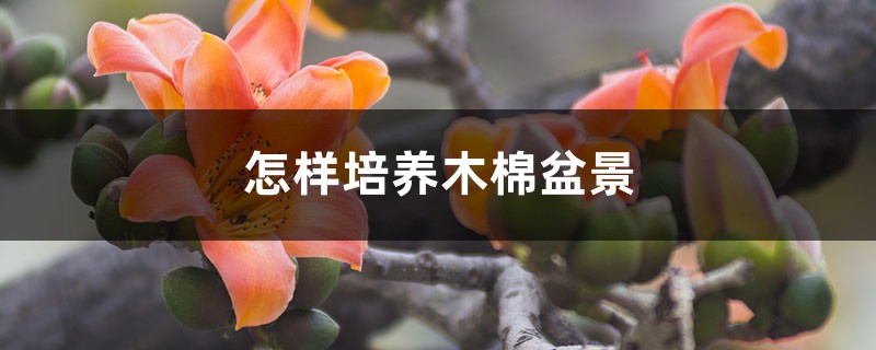 怎样培养木棉盆景 怎样培养木棉盆景