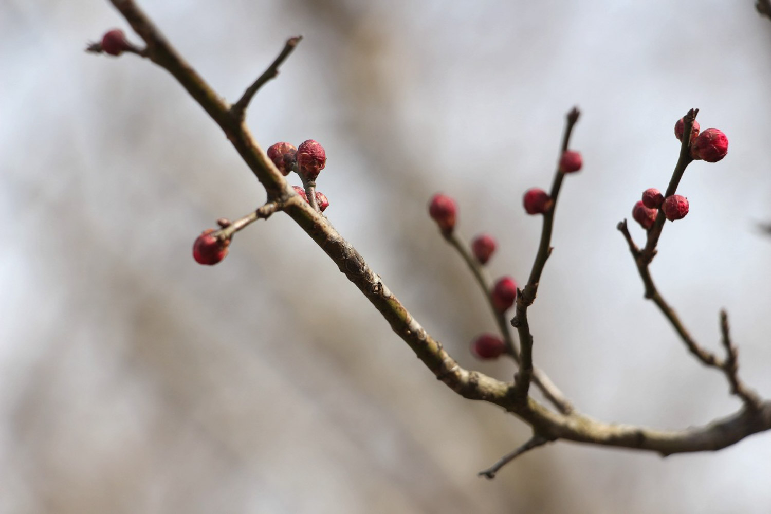 梅花 梅花