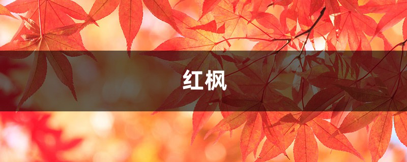 红枫盆景怎么摘叶,这样做观赏性超高! 红枫盆景怎么摘叶,这样做观赏性超高!