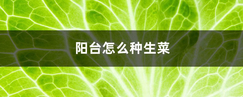 阳台怎么种生菜 阳台怎么种生菜