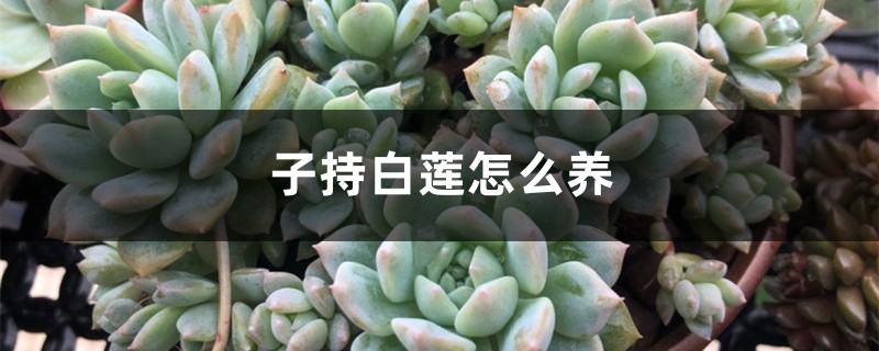 子持白莲怎么养 子持白莲怎么养