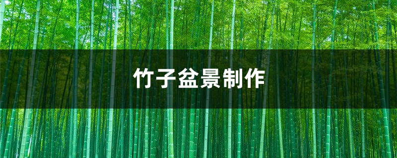 竹子盆景制作 竹子盆景制作