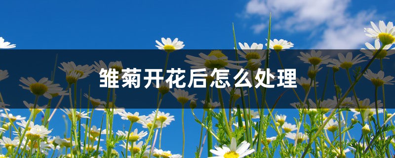 雏菊开花后怎么处理