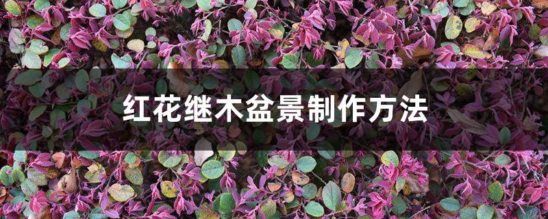 红花继木盆景制作方法 红花继木盆景制作方法