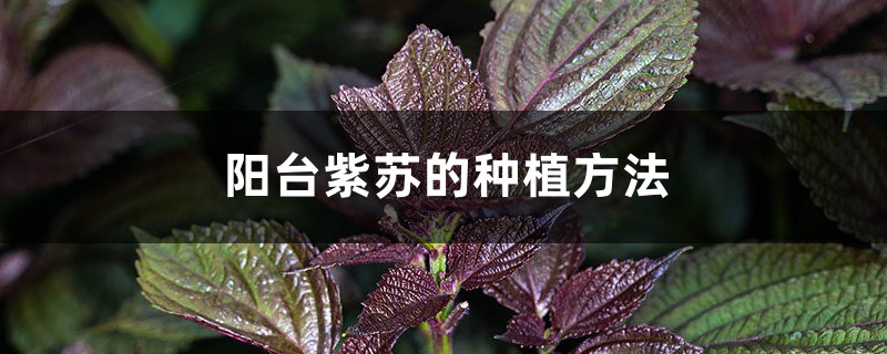 阳台紫苏的种植方法 阳台紫苏的种植方法