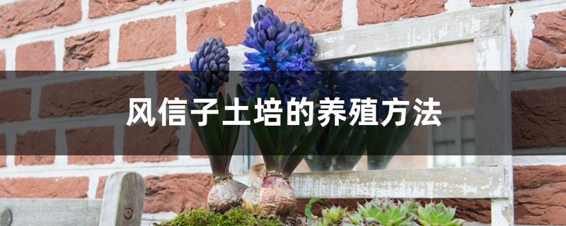 风信子土培可以养几年,土培的养殖方法是什么 风信子土培可以养几年,土培的养殖方法是什么