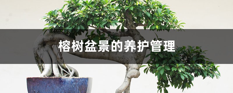 榕树盆景的养护管理 榕树盆景的养护管理
