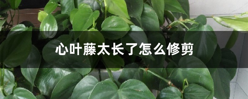 心叶藤太长了怎么修剪 心叶藤太长了怎么修剪