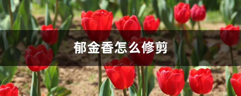 郁金香怎么修剪,郁金香要剪枝吗 郁金香怎么修剪,郁金香要剪枝吗