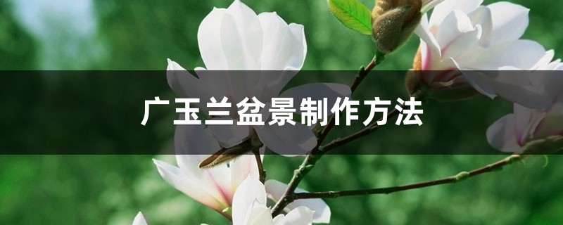 广玉兰盆景制作方法 广玉兰盆景制作方法