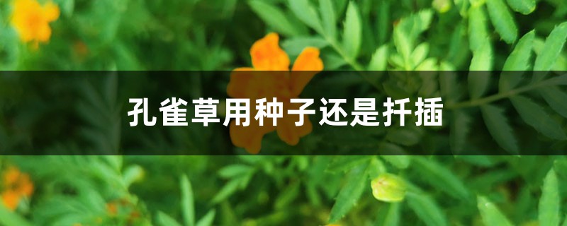 孔雀草用种子还是扦插，怎么取种子