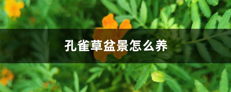 孔雀草盆景怎么养 孔雀草盆景怎么养
