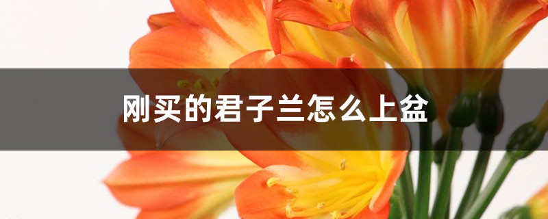 刚买的君子兰怎么上盆 刚买的君子兰怎么上盆