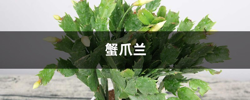蟹爪兰长寿剪1刀、喂片药,开花1茬接1茬,盆盆爆满! 蟹爪兰长寿剪1刀、喂片药,开花1茬接1茬,盆盆爆满!