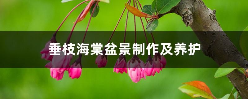 垂枝海棠盆景制作及养护 垂枝海棠盆景制作及养护