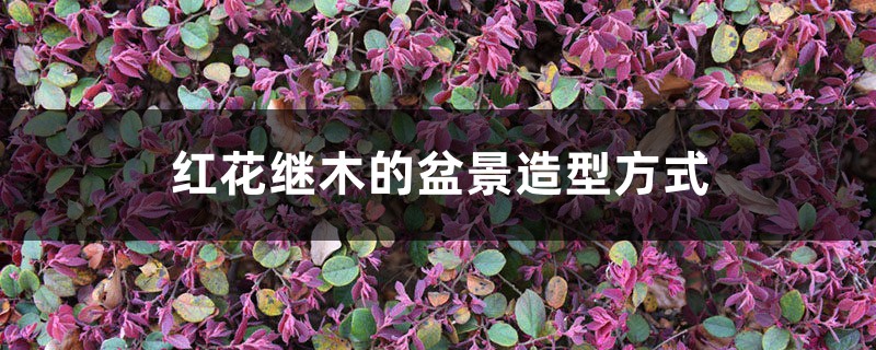 红花继木的盆景造型方式 红花继木的盆景造型方式