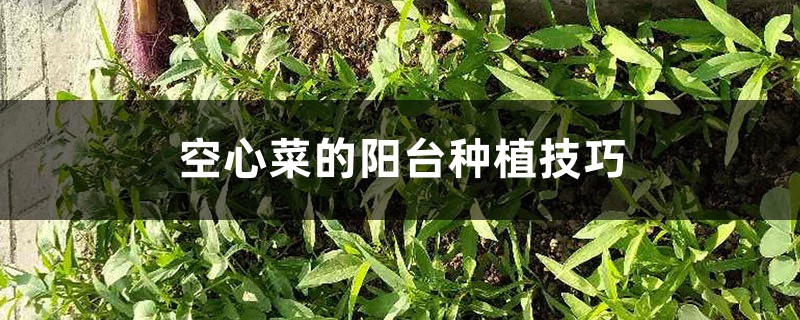 空心菜的阳台种植技巧 空心菜的阳台种植技巧