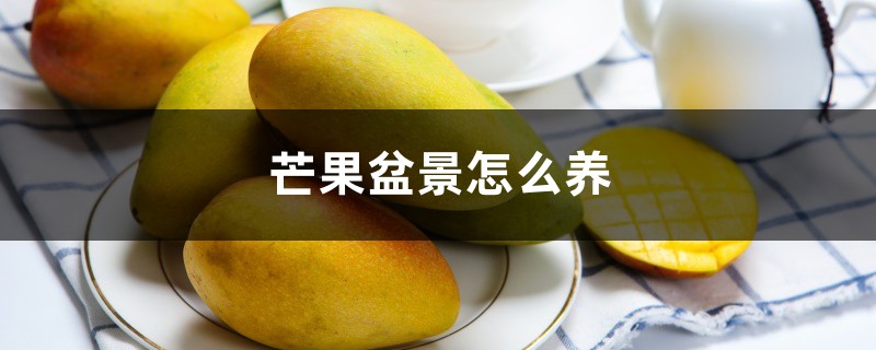 芒果盆景怎么养 芒果盆景怎么养