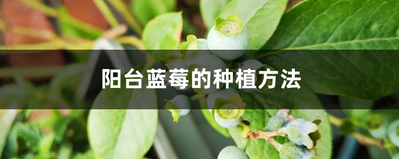 阳台蓝莓的种植方法 阳台蓝莓的种植方法