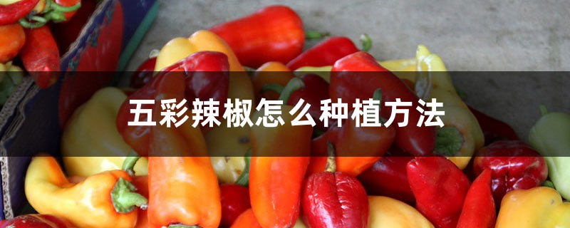 五彩辣椒怎么种植 五彩辣椒怎么种植