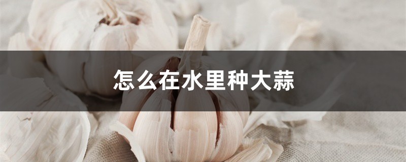 怎么在水里种大蒜 怎么在水里种大蒜
