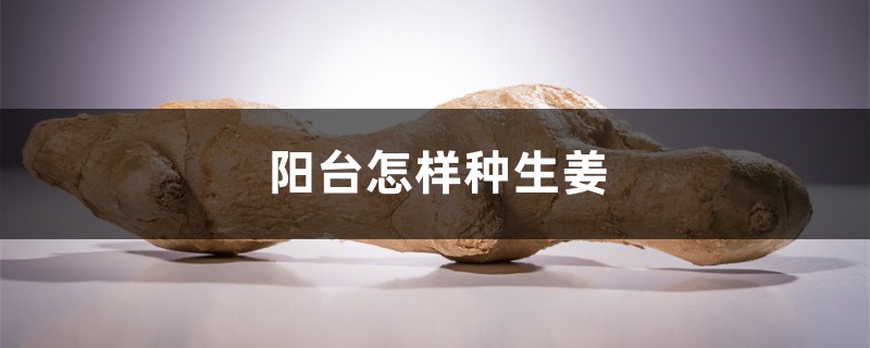 阳台怎样种生姜 阳台怎样种生姜