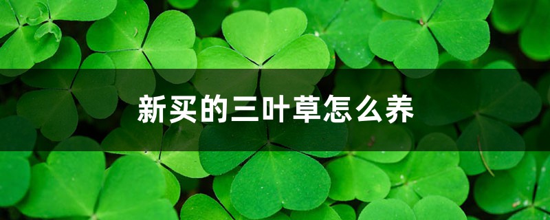 新买的三叶草怎么养 新买的三叶草怎么养