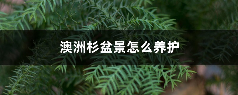 澳洲杉盆景怎么养护 澳洲杉盆景怎么养护