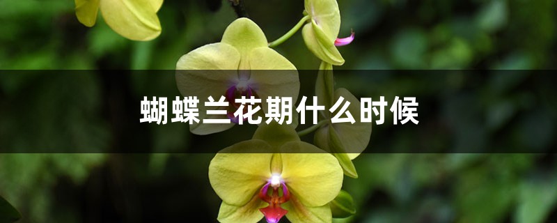 蝴蝶兰花期什么时候,蝴蝶兰花期可以施肥吗 蝴蝶兰花期什么时候,蝴蝶兰花期可以施肥吗
