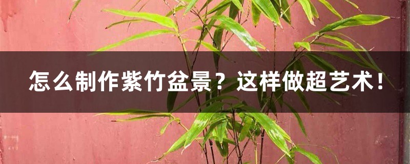 怎么制作紫竹盆景?这样做超艺术! 怎么制作紫竹盆景?这样做超艺术!