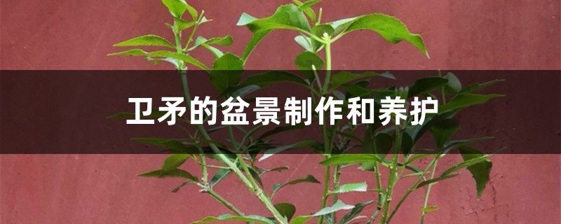 卫矛的盆景制作和养护 卫矛的盆景制作和养护