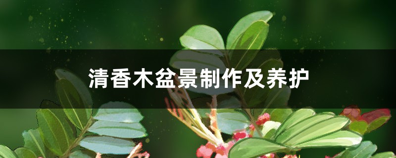 清香木盆景制作及养护 清香木盆景制作及养护