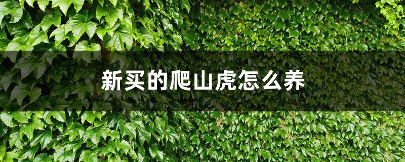 新买的爬山虎怎么养 新买的爬山虎怎么养