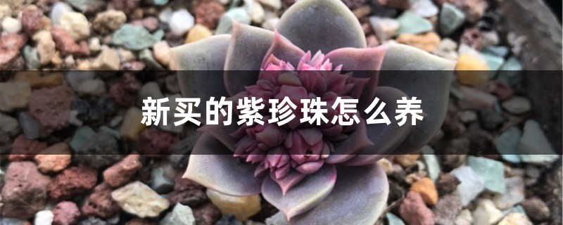 新买的紫珍珠怎么养 新买的紫珍珠怎么养