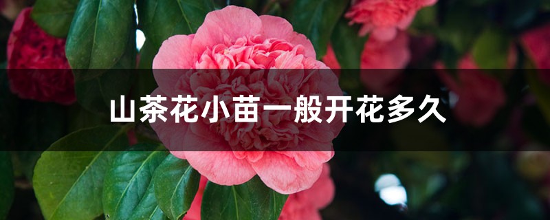山茶花小苗一般开花多久,为什么不见长 山茶花小苗一般开花多久,为什么不见长