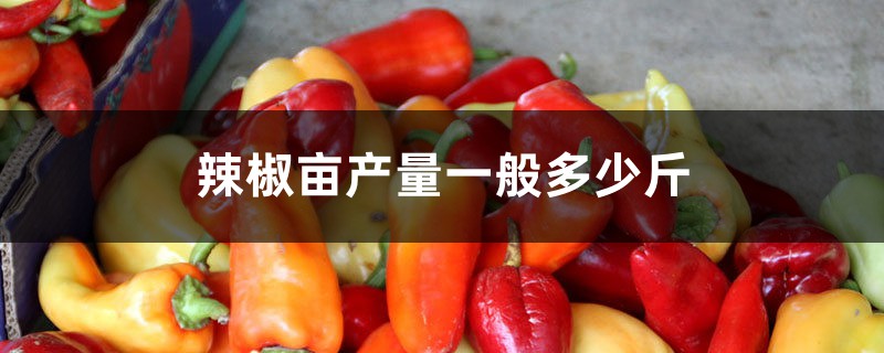 辣椒亩产量一般多少斤 辣椒亩产量一般多少斤