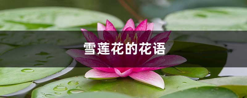 雪莲花的花语,有什么传说 雪莲花的花语,有什么传说