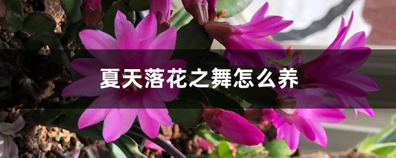 夏天落花之舞怎么养 夏天落花之舞怎么养
