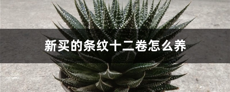 新买的条纹十二卷怎么养 新买的条纹十二卷怎么养