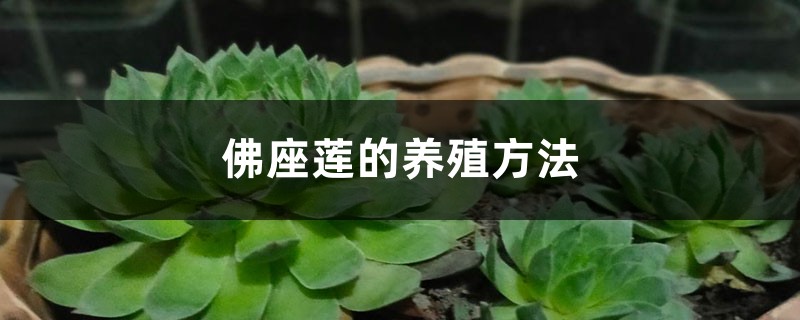 佛座莲的养殖方法 佛座莲的养殖方法