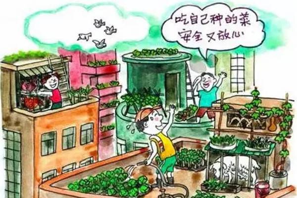 阳台种菜试过吗?都市菜农STYLE走起! 阳台种菜试过吗?都市菜农STYLE走起!