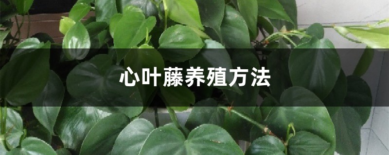心叶藤养殖方法 心叶藤养殖方法
