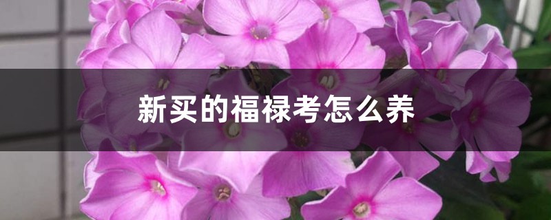 新买的福禄考怎么养 新买的福禄考怎么养