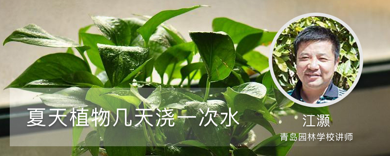 夏天植物几天浇一次水 夏天植物几天浇一次水