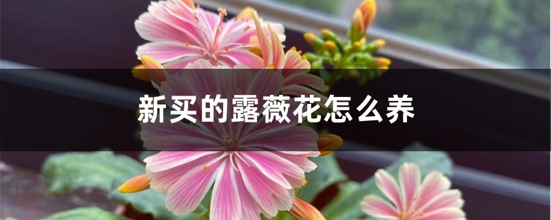 新买的露薇花怎么养 新买的露薇花怎么养